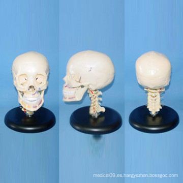 Cráneo humano Cervical Medical Anatomy Esqueleto Modelo con Nervio